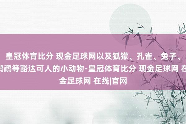 皇冠体育比分 现金足球网以及狐獴、孔雀、兔子、大雁、鹦鹉等豁达可人的小动物-皇冠体育比分 现金足球网 在线|官网